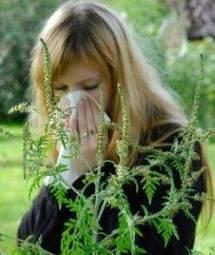 Tablet vaccine against ragweed allergy Phase I study completed Two clinical trials currently being finalised by Merck Phase