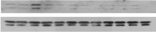 (e,f) Rel time RT-PCR of Il6 n Bir in one mrrow mrophges n RAW6.