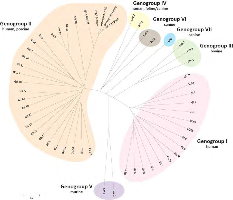 Norovirus classification Family: Caliciviridae Genus: Norovirus Classified into 7 genogroups > 40