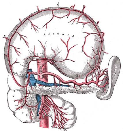 Vessels of the spleen Llleft gastroepiploic artery Short