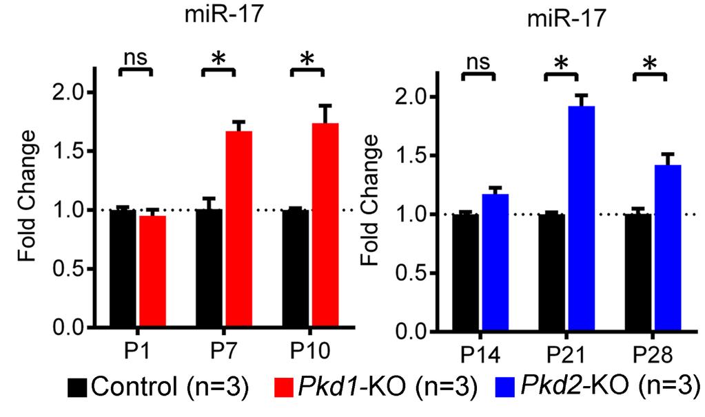 mir-17 is upregulated in ADPKD mouse models ns P > 0.05 * P 0.05 ** P 0.01 *** P 0.001 **** P 0.