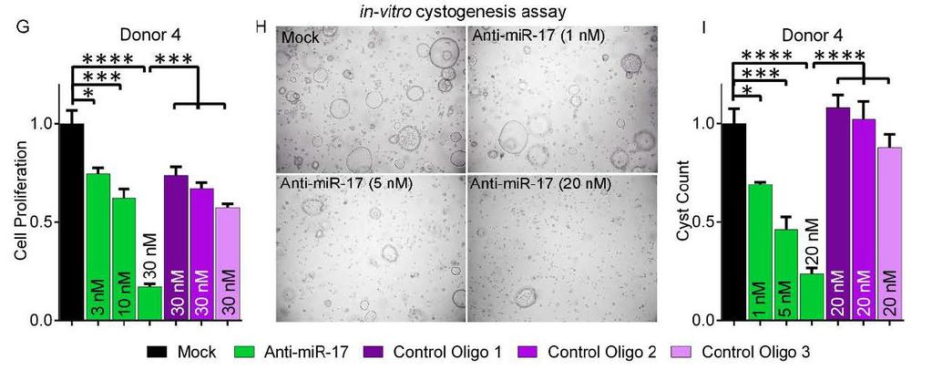 Human in vitro Proof-of-Concept: Anti-miR-17 Treatment Inhibits Cysts Growth in Primary 3D Human Cell Culture C y s t C o u n t Vehicle Anti-miR-17 (1nM) Number of PKD cysts * **** *** *** 1.