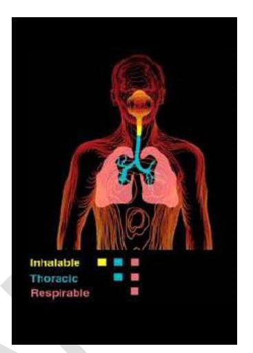Lung deposition of particulate matter Inhalable: anything that can be inhaled in the mouth or nose during normal breathing (50% @ 100 µm PM 100 ) Thoracic: the aerodynamic particle diameter for 50%