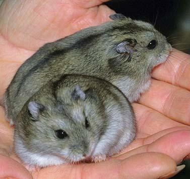 Leptin-less Mice Siberian Hamsters Willow Tits Seasonal Fattening: Siberian Hamsters Many foraging animals (e.g., the Siberian hamster) fatten seasonally.
