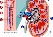 Overview The Kidneys Nicola Barlow Clinical Biochemistry Department City Hospital Renal physiology Renal pathophysiology Acute kidney injury Chronic kidney disease Assessing renal function GFR