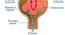 Formation of Urine 