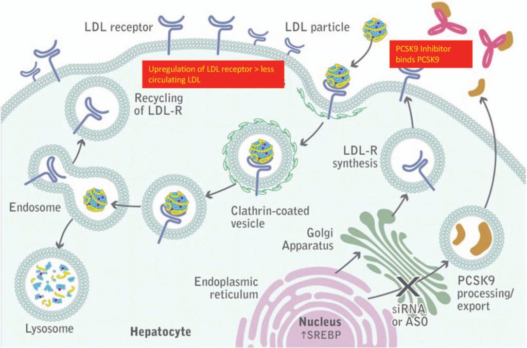 KNICKELBINE FIGURE 2 Monoclonal antibodies to PCSK9 decrease the lysosomal degradation of LDL receptors resulting in higher LDL receptor density and lower LDL levels due to enhanced removal by the
