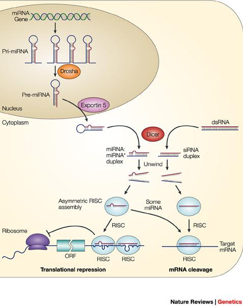 Main application of Small RNA-Seq