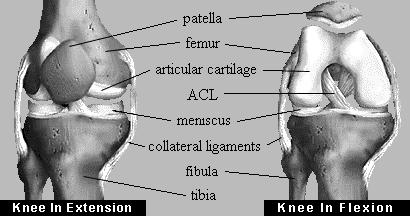 ANTERIOR CRUCIATE LIGAMENT RECONSTRUCTION, A PATIENT GUIDE.