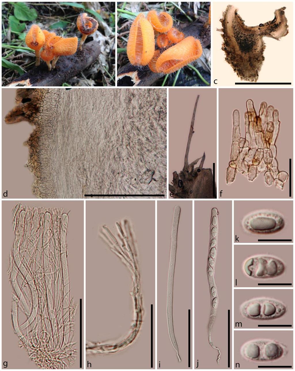Fig. 5 Cookeina tricholoma.