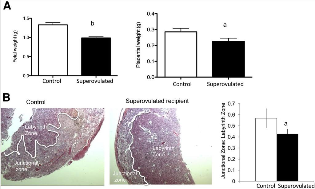 Effect of the peri-implantation environment on mouse placentation and fetal growth P<0.05 P<0.
