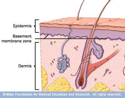 BASEMENT MEMBRANE Secreted by epithelial cells and cells of underlying tissues Attaches epithelial