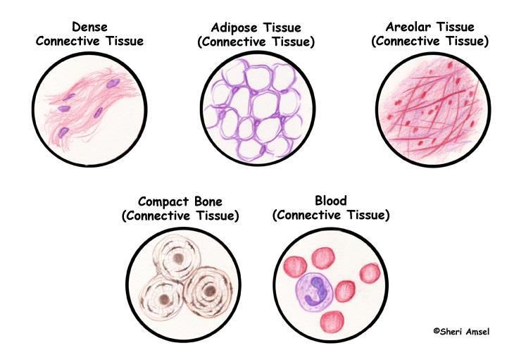 CONNECTIVE TISSUE A lot of extracellular material between cells AKA