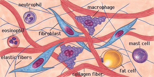 LOOSE CONNECTIVE TISSUE AKA Areolar Structure Mostly collagen with a few elastic fibers for extracellular matrix Fibroblasts