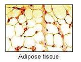 ADIPOSE TISSUE Structure collagen and elastic fibers in extracellular matrix Very little extracellular matrix Function store energy, padding/protection,
