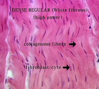 DENSE CONNECTIVE TISSUES Dense Elastic Connective Tissue Structure: Elastic fibers mixed in with collagen fibers Fibers may run in same or