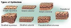 CLASSIFICATION OF EPITHELIAL TISSUE Simple vs Stratified Shape classification Squamous Cuboidal
