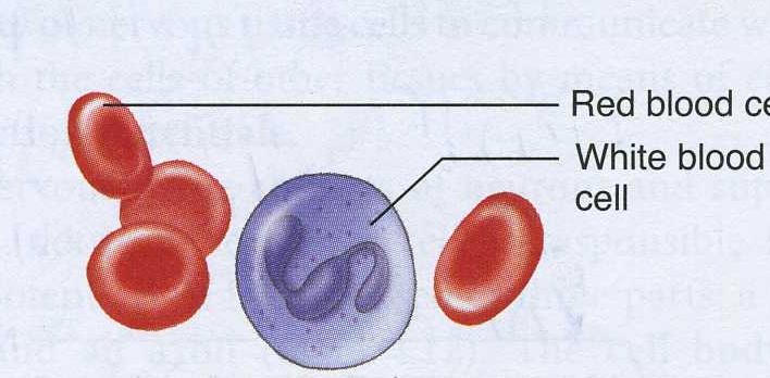 Blood Structure: Liquid matrix Function: Transportation, homeostasis,