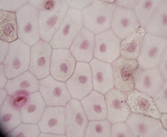 SIMPLE SQUAMOUS EPITHELIUM One layer of flat cells Often have a hexagon shape Controls materials that move from one part of a body to another