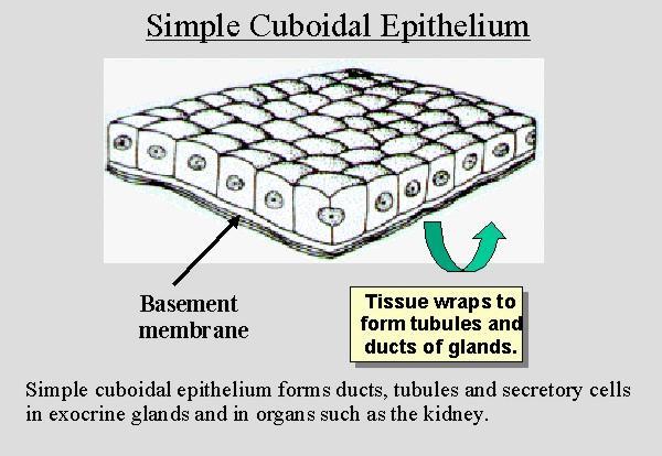 SIMPLE CUBOIDAL EPITHELIUM One layer of cube-like cells May have microvilli or cilia Do active transport, facilitated