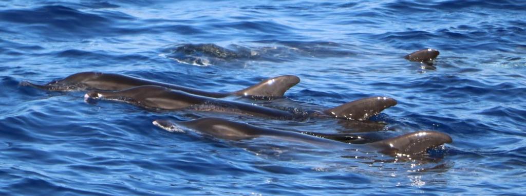 18 2.1.8 Steno bredanensis The rough-toothed dolphin is found worldwide in tropical to subtropical waters, and is sighted occasionally in Madeira (Freitas et al. 2012, Alves et al. 2017b).