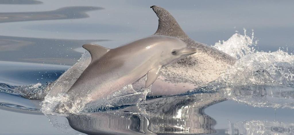 19 Juveniles and immature individuals do not develop spots, so these can be easily confused with common bottlenose dolphins. The size and shape, S.