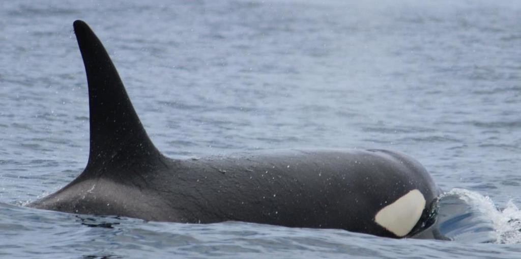 20 Figure 6: Killer whale (Orcinus orca) 2.1.
