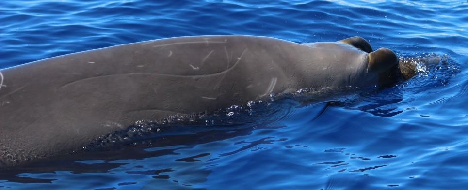 22 2.1.13 Family Ziphiidae (Beaked whales) 2.1.14 Mesoplodon densirostris The Blainville s beaked whale is the most common beaked whale found around the Madeira archipelago (Dinis et al. 2017a).