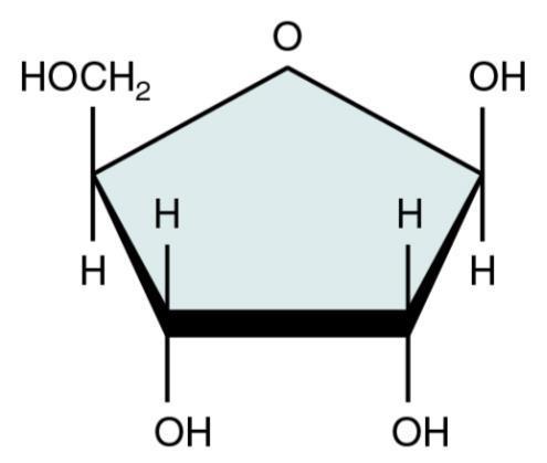 generalized amino acid. Simple sugars are the building blocks carbohydrates (polysaccharides).