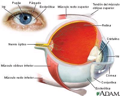 Anatomy of the eye The eye has different parts in charge of different functions.