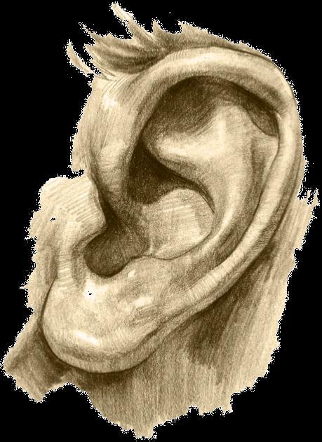 Hearing in Humans Auditory Information comes into the brain tonotopically.