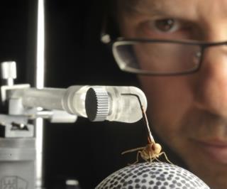 Norman Lee, PhD Parasitic fly study Has most acute directional hearing of any animal which inspired