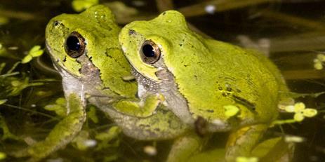 Norman Lee, PhD Discovered how Cope s gray treefrog female on a spring evening listening in the din of noise to calls of countless male frogs and other noise finds her