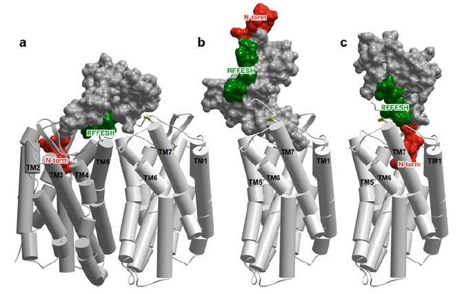Putative binding mode for chemokine and its receptor Chemokine binding geometry and stoichiometry hypotheses. (a) A 1:2 model (b-c). A 1:1 model Kufareva, I.; Abagyan, R.; Handel, T.M.