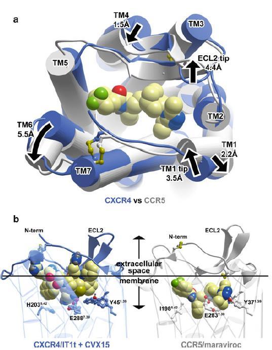 Chemokine receptor allosteric binding Crystallographic conformations of CXCR4 and CCR5 and possible structural basis for allosteric inhibition of CCR5 by Maraviroc.