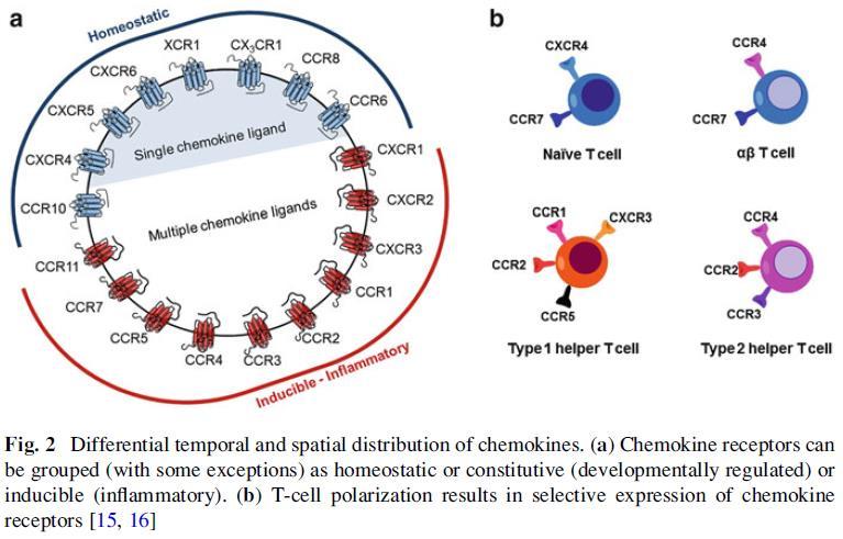 Chemokine receptor. Tschammer, N.; Christopoulos, A.; Kenakin, T.