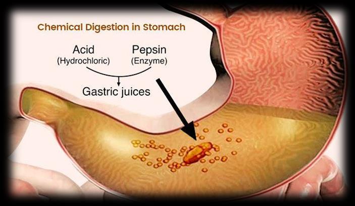 And now before moving to our next station for further digestion we should mention the role of HCL in the stomach, which plays some roles such as : 1- Denaturing proteins by providing the acidity 2-