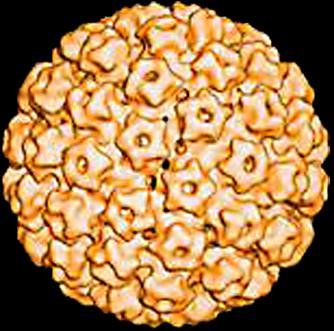 HPV non-enveloped double