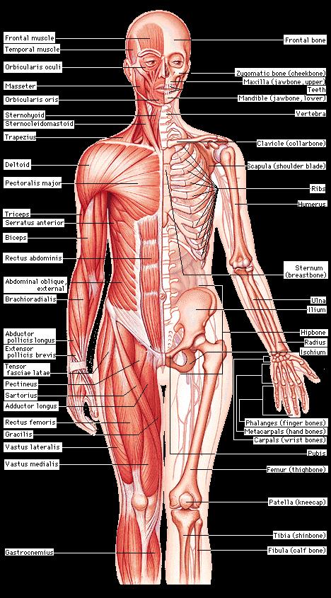 Muscular system: enables body to move; moves food through the digestive system, and keeps the heart beating.