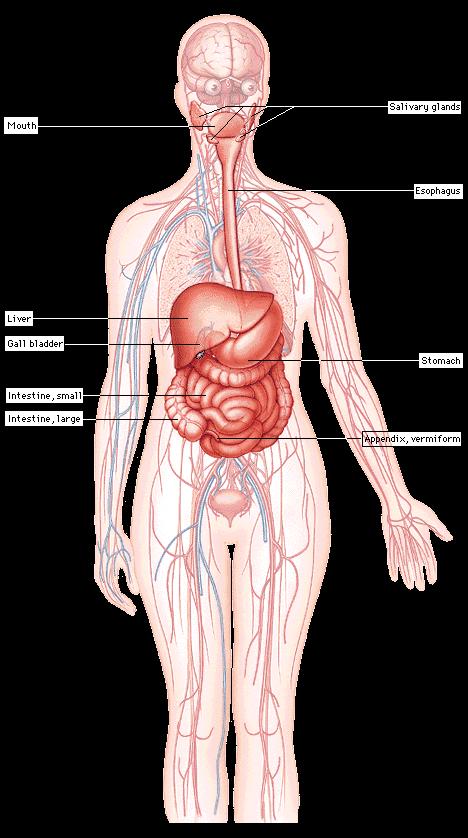 Digestive system: takes food into the body, breaks the food down into smaller particles, and absorbs