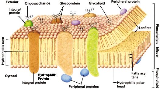 Transport Across Membrane The membrane is differentiallty permeable (also called semipermeable ) - which means Passive Transport Simple Diffusion