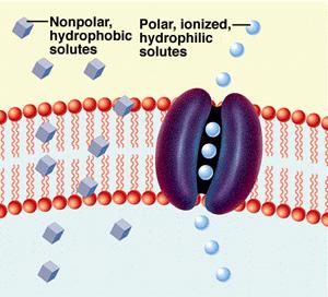 Facilitation Diffusion - diffusion that is assisted by proteins (channel or carrier proteins) Osmosis - diffusion of water.