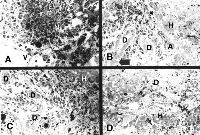 380 Liver Stem Cells Figure 1. One micron sections of periportal zones after allyl alcohol-induced liver injury. A) 33 h, 40.