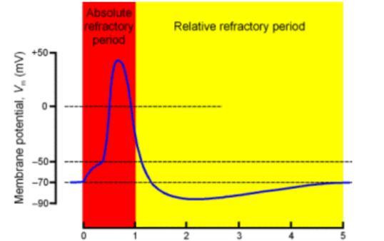 o > When K + close membrane potential is at undershoot, thus more negative If activation channels not appropriately reset, rising phase of action potential is Speed of Impulses affected Axon