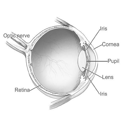 Ciliary Body Schlemm's Canal Anterior Chamber Optic Disk Posterior Chamber Trabecular Meshwork Description: Eye Diagram (black and
