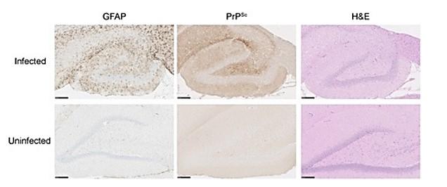 Figure 1-5. Histological analysis of rat-adapted scrapie (RAS) in the hippocampus at clinical disease.