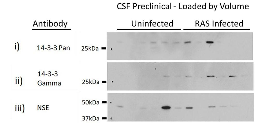 A) B) C) Figure 2-4. Individual characterization of 14-3-3 and NSE in rat-adapted scrapie (RAS) infection, preclinical.