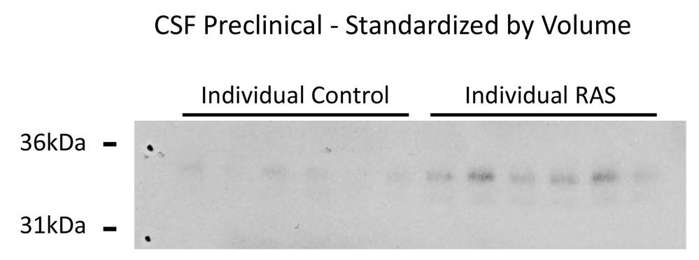 A) B) C) Figure 3-4. Ribonuclease T2 is elevated in rat-adapted scrapie, preclinical.
