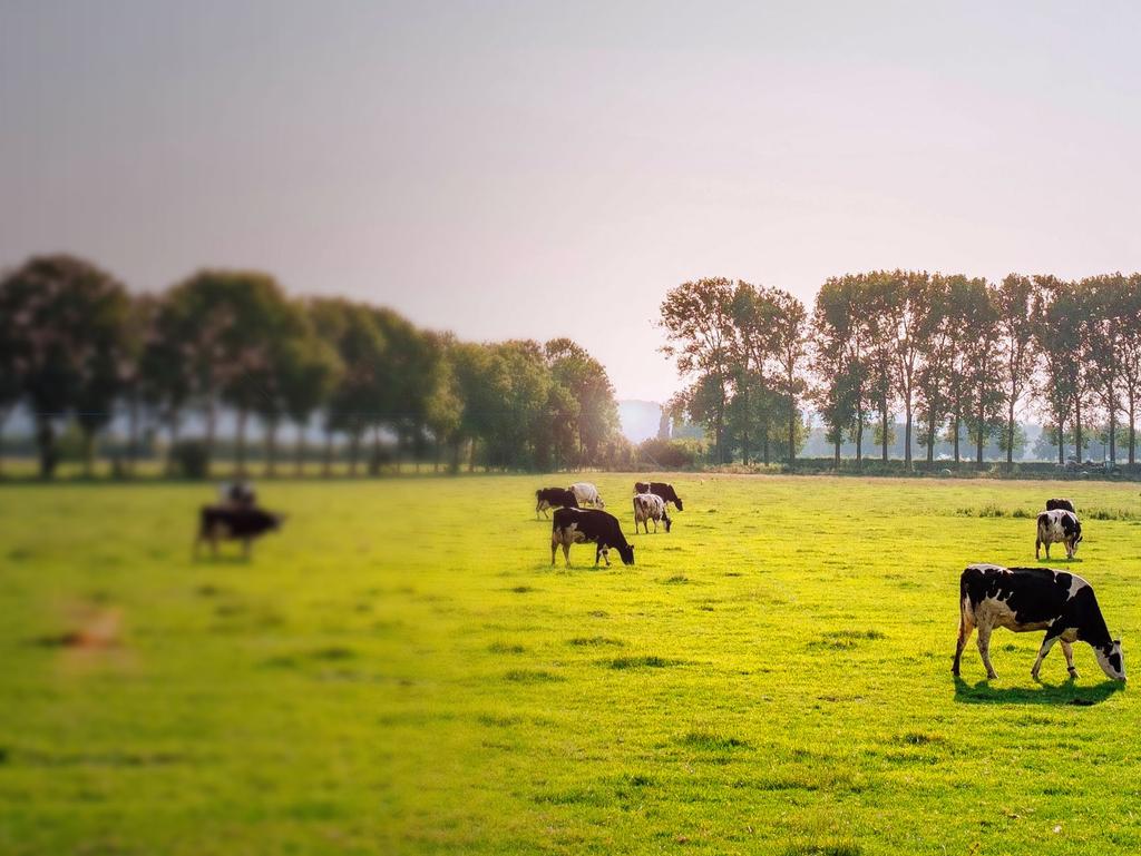 Safe & Trusted Production Good Animal Welfare Due to our climate, the majority of Irish cows are out in fields, grazing on a grass-based diet for most of the year.