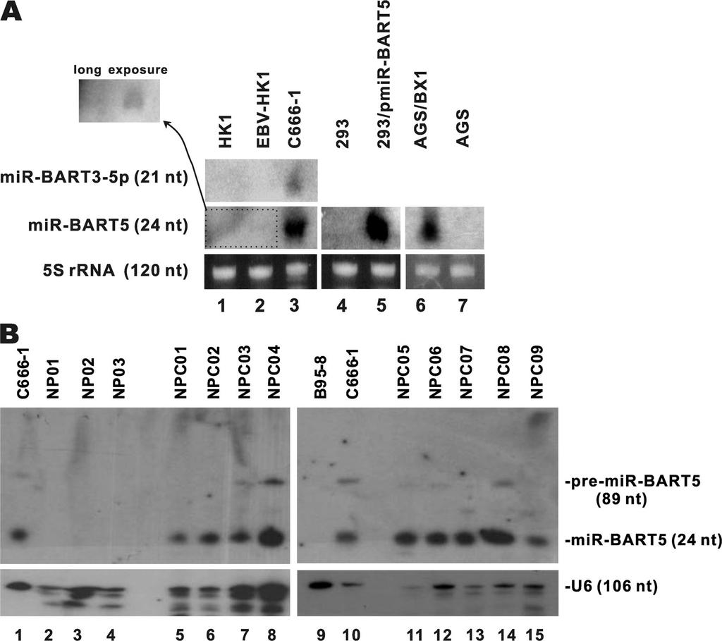 ARTICLE UTR of PUMA, luciferase reporter assays were performed.